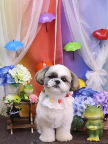 20230603みたらしちゃん